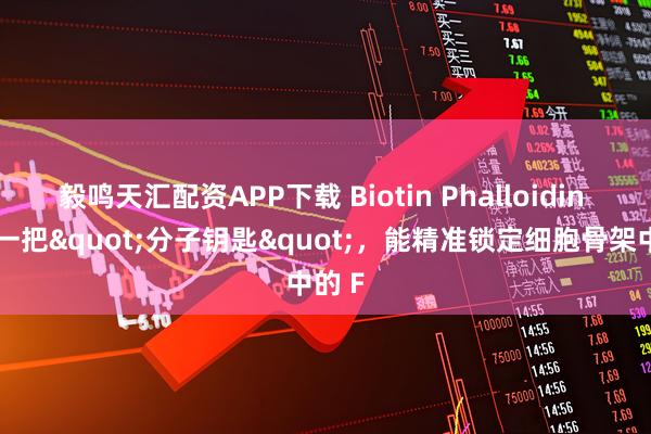 毅鸣天汇配资APP下载 Biotin Phalloidin 就像一把"分子钥匙"，能精准锁定细胞骨架中的 F